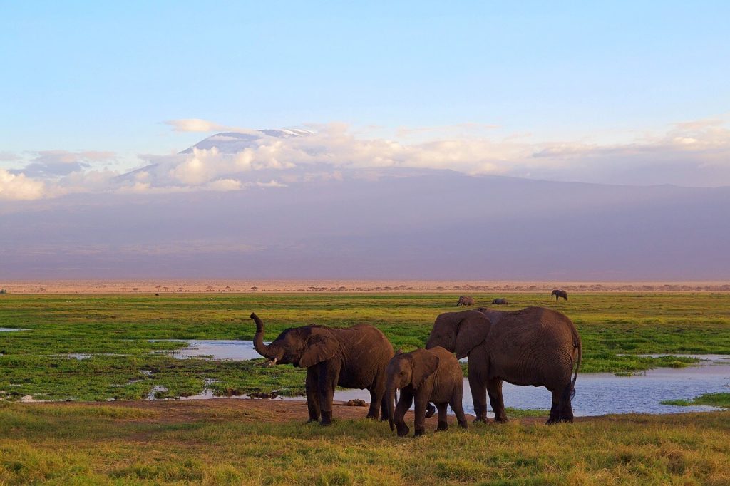 3 dni v Tsavo East Amboseli