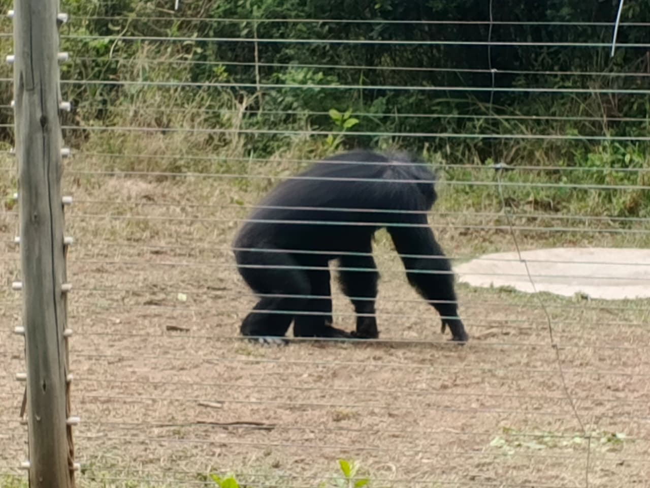 Šimpanz v Ol Pejeta, Nanyuki (hora Keňa)